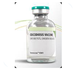 Coccidiosis Vaccine